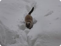 Neve 2012